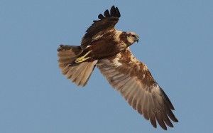 Falco di palude